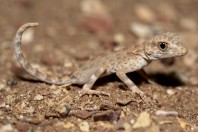 Pristurus carteri, Al‑Mutamar