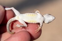 Pristurus carteri, Wadi Dawkah