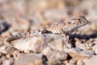 Pristurus carteri, Wadi Dawkah