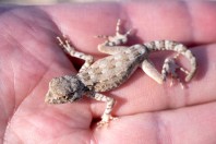 Pristurus carteri, Wadi Dawkah