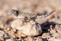 Pristurus carteri, Wadi Dawkah