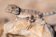 Pristurus carteri, Wadi Dawkah