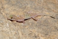 Hemidactylus paucituberculatus, Hakbajt