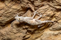 Ptyodactylus dhofarensis, Hakbajt