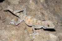 Ptyodactylus dhofarensis, Hakbajt