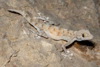 Ptyodactylus dhofarensis, Hakbajt
