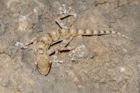 Ptyodactylus dhofarensis, Hakbajt