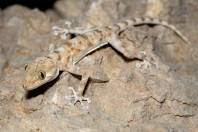Ptyodactylus dhofarensis, Hakbajt
