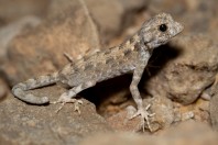 Pristurus carteri, Hakbajt