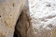 Calotes versicolor, Darbat