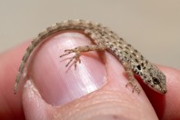 Pristurus guweirensis, Darbat