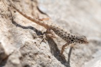 Pristurus guweirensis, Darbat