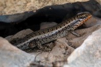 Trachylepis brevicollis, Ayn Haashir