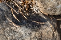 Pristurus guweirensis, Ayn Haashir