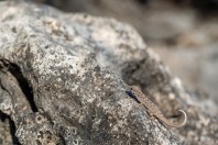 Pristurus guweirensis, Ayn Haashir