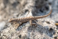 Pristurus guweirensis, Ayn Haashir