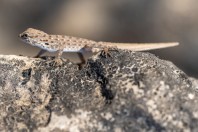 Pristurus guweirensis, Ayn Haashir