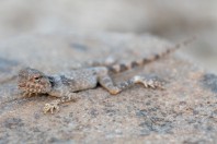 Pseudotrapelus dhofarensis, Mirbat