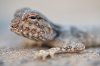 Pseudotrapelus dhofarensis, Mirbat