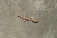 Hemidactylus alkiyumii, Ayn Haashir