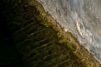 Hemidactylus robustus, Ayn Haashir