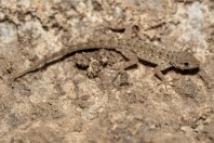 Pristurus guweirensis, Ayn Haashir