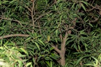 Chamaeleo arabicus, Ayn Ḥashīr