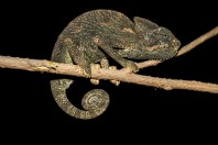 Chamaeleo arabicus, Ayn Ḥashīr