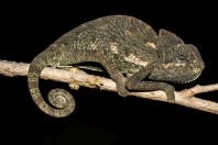 Chamaeleo arabicus, Ayn Ḥashīr