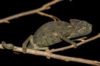 Chamaeleo arabicus, Ayn Ḥashīr