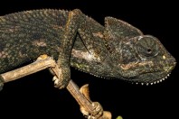 Chamaeleo arabicus, Ayn Ḥashīr