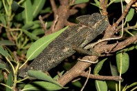 Chamaeleo arabicus, Ayn Ḥashīr