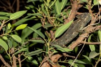 Chamaeleo arabicus, Ayn Ḥashīr