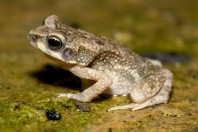 Duttaphrynus dhofarensis, Ayn Ḥashīr