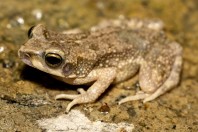 Duttaphrynus dhofarensis, Ayn Ḥashīr