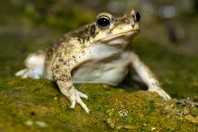 Duttaphrynus dhofarensis, Ayn Ḥashīr