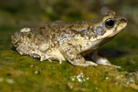 Duttaphrynus dhofarensis, Ayn Ḥashīr