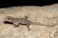 Hemidactylus robustus, Ayn Haashir