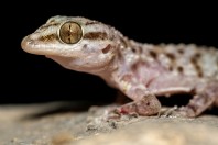 Hemidactylus robustus, Ayn Haashir