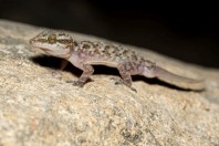 Hemidactylus robustus, Ayn Haashir