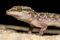 Hemidactylus robustus, Ayn Haashir