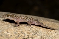 Hemidactylus robustus, Ayn Haashir