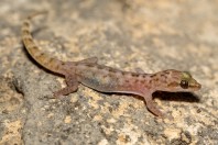 Hemidactylus paucituberculatus, Ayn Haashir