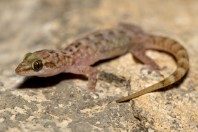 Hemidactylus paucituberculatus, Ayn Haashir