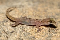 Hemidactylus paucituberculatus, Ayn Haashir