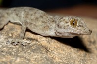 Ptyodactylus dhofarensis, Ayn Haashir