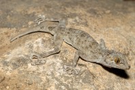 Ptyodactylus dhofarensis, Ayn Haashir