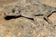 Ptyodactylus dhofarensis, Ayn Haashir