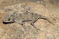 Ptyodactylus dhofarensis, Ayn Haashir