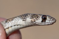 Platyceps rhodorachis, Jabal Samhan